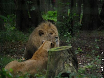 Le lion : on a eu du mal à le trouver, planqué dans les sous-bois