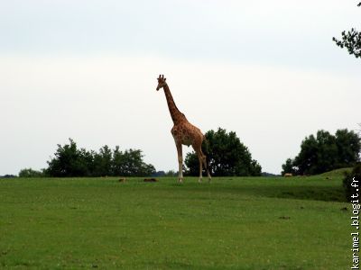 Une Girafe